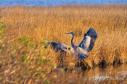 Heron Landing_30018.jpg - Great Blue Heron (Ardea herodias) photographed along the Gulf coast near Port Lavaca, Texas, USA.